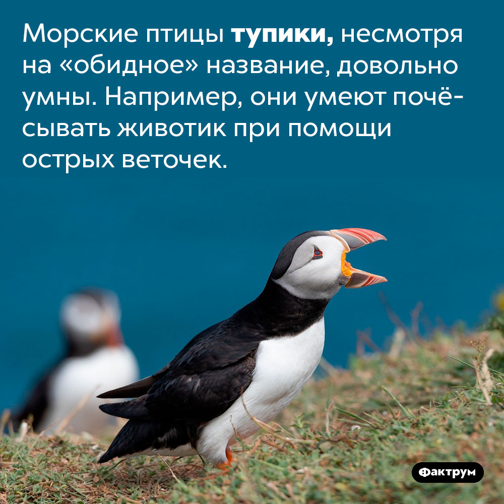 Тупики чешутся ветками. Морские птицы тупики, несмотря на «обидное» название, довольно умны. Например, они умеют почёсывать животик при помощи острых веточек.