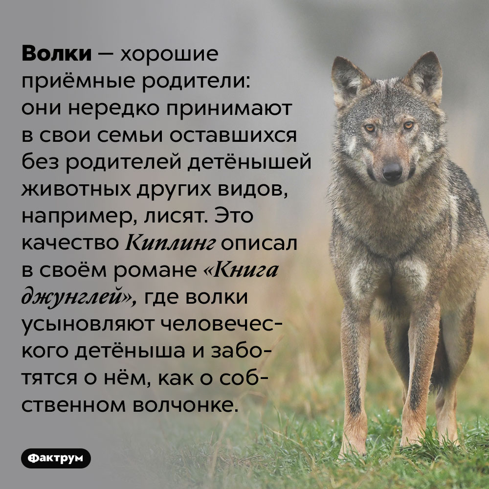 Волки нередко принимают в семью детёнышей других видов. Волки — хорошие приёмные родители: они нередко принимают в свои семьи оставшихся без родителей детёнышей животных других видов, например, лисят. Это качество Киплинг описал в своём романе «Книга джунглей», где волки усыновляют человеческого детёныша и заботятся о нём, как о собственном волчонке.