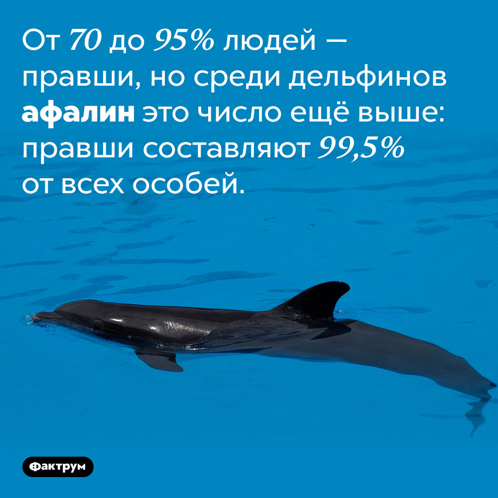 Среди афалин больше правшей, чем среди людей. От 70 до 95% людей — правши, но среди дельфинов афалин это число ещё выше: правши составляют 99,5% от всех особей.