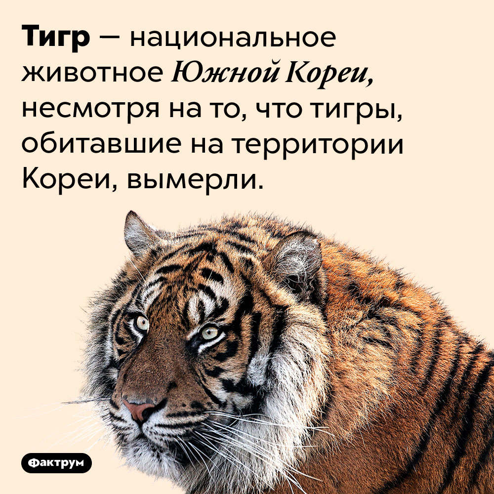 Тигры вымерли в Южной Корее, но остались национальным животным этой страны. Тигр — национальное животное Южной Кореи, несмотря на то, что тигры, обитавшие на территории Кореи, вымерли.