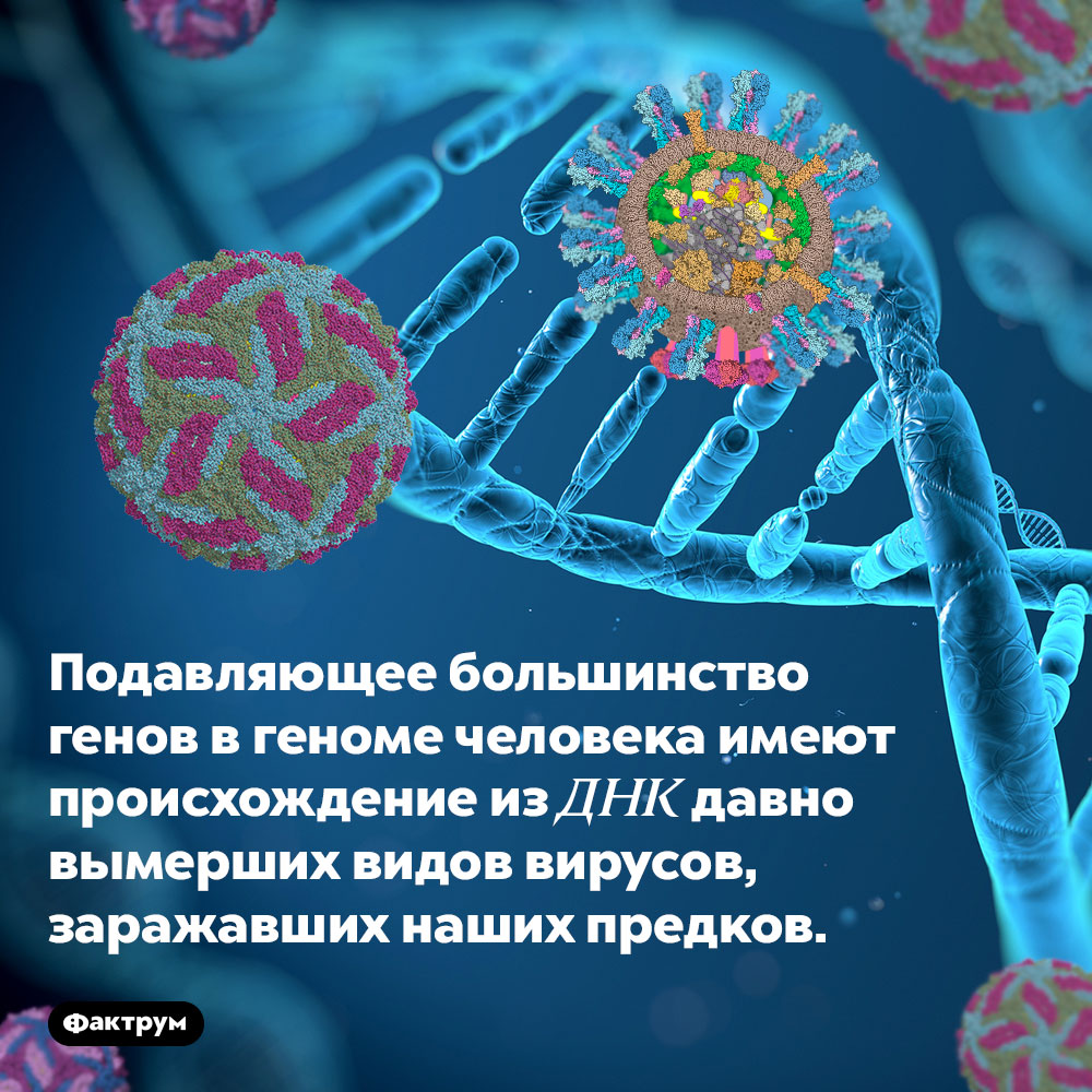 Большую часть вашей ДНК составляют гены вымерших вирусов. Подавляющее большинство генов в геноме человека имеют происхождение из ДНК давно вымерших видов вирусов, заражавших наших предков.