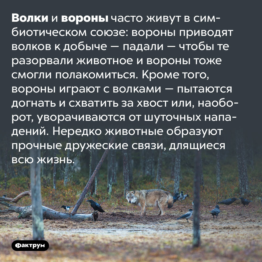 Волки и вороны дружат в дикой природе. Волки и вороны часто живут в симбиотическом союзе: вороны приводят волков к добыче — падали — чтобы те разорвали животное и вороны тоже смогли полакомиться. Кроме того, вороны играют с волками — пытаются догнать и схватить за хвост или, наоборот, уворачиваются от шуточных нападений. Нередко животные образуют прочные дружеские связи, длящиеся всю жизнь.