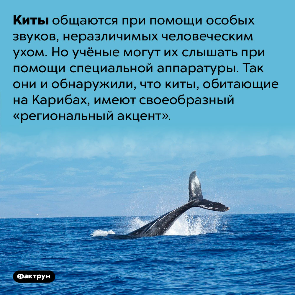 Киты Карибского бассейна «разговаривают» с акцентом. Киты общаются при помощи особых звуков, неразличимых человеческим ухом. Но учёные могут их слышать при помощи специальной аппаратуры. Так они и обнаружили, что киты, обитающие на Карибах, имеют своеобразный «региональный акцент».