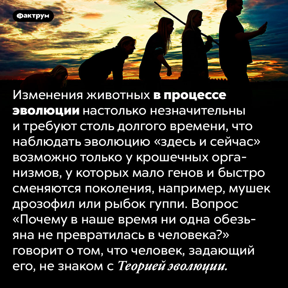 Вопрос «Почему в наше время ни одна обезьяна не превращается в человека?» безграмотен с точки зрения Теории эволюции. Изменения животных в процессе эволюции настолько незначительны и требуют столь долгого времени, что наблюдать эволюцию «здесь и сейчас» возможно только у крошечных организмов, у которых мало генов и быстро сменяются поколения, например, мушек дрозофил или рыбок гуппи. Вопрос «Почему в наше время ни одна обезьяна не превратилась в человека?» говорит о том, что человек, задающий его, не знаком с Теорией эволюции.
