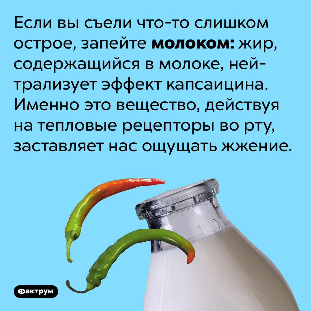 Если вы съели что-то слишком острое, запейте молоком. Жир, содержащийся в молоке, нейтрализует эффект капсаицина. Именно это вещество, действуя на тепловые рецепторы во рту, заставляет нас ощущать жжение.