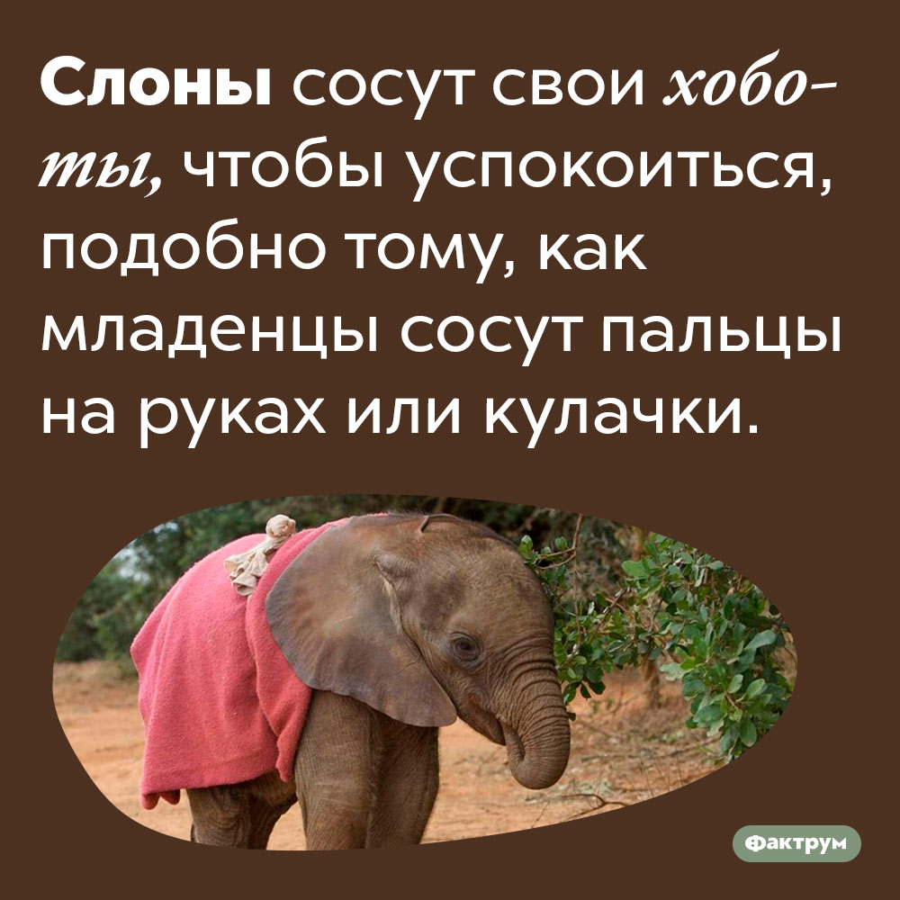 Слоны сосут хоботы, как младенцы сосут пальцы или кулачки. Слоны сосут свои хоботы, чтобы успокоиться, подобно тому, как младенцы сосут пальцы на руках или кулачки.