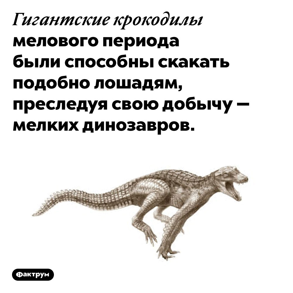 Доисторические крокодилы скакали, как лошади. Гигантские крокодилы мелового периода были способны скакать подобно лошадям, преследуя свою добычу — мелких динозавров.