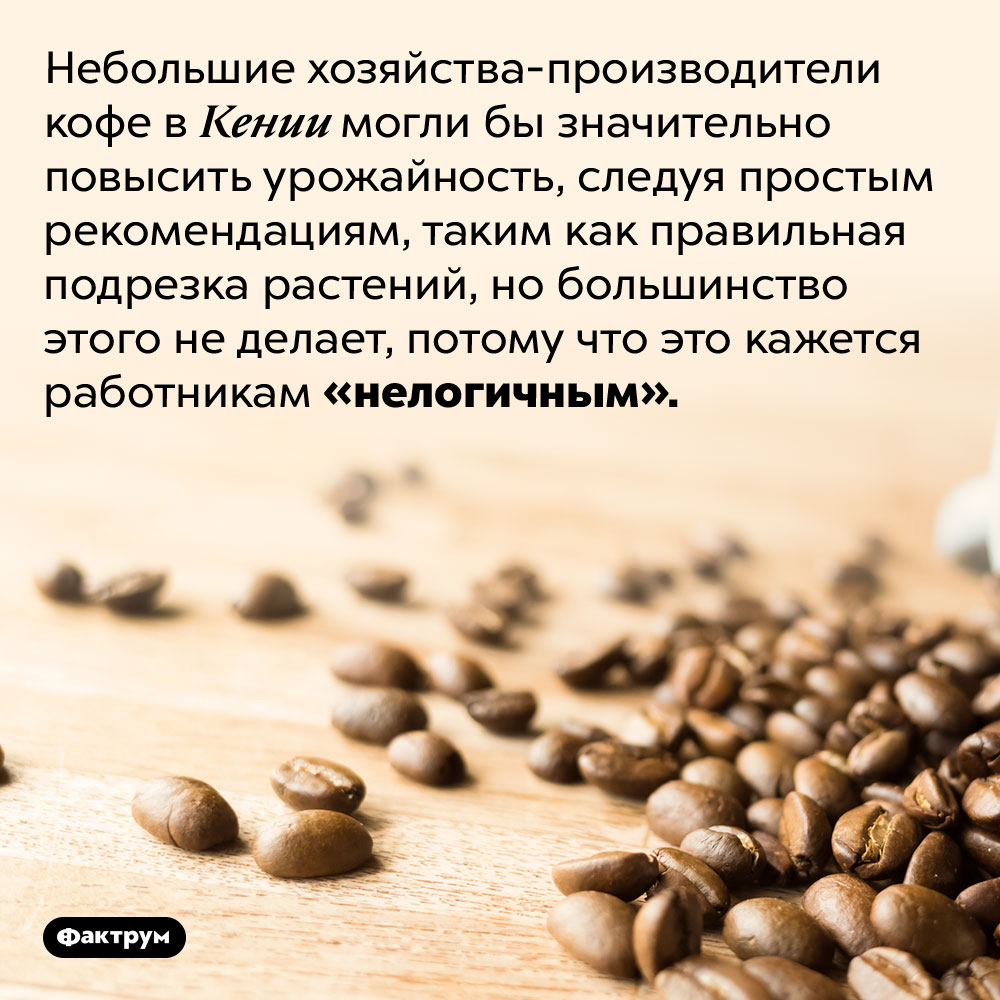 Кенийские производители кофе страдают от своей консервативности. Небольшие хозяйства-производители кофе в Кении могли бы значительно повысить урожайность, следуя простым рекомендациям, таким как правильная подрезка растений, но большинство этого не делает, потому что это кажется работникам «нелогичным».