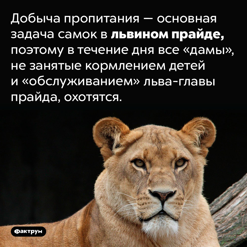 90% свободного времени львицы проводят на охоте. Добыча пропитания — основная задача самок в львином прайде, поэтому в течение дня все «дамы», не занятые кормлением детей и «обслуживанием» льва-главы прайда, охотятся. 