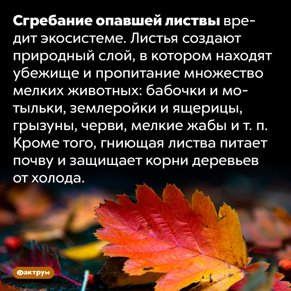 Сгребание опавшей листвы вредно для экосистемы. Сгребание опавшей листвы вредит экосистеме. Листья создают природный слой, в котором находят убежище и пропитание множество мелких животных: бабочки и мотыльки, землеройки и ящерицы, грызуны, черви, мелкие жабы и т. п. Кроме того, гниющая листва питает почву и защищает корни деревьев от холода.