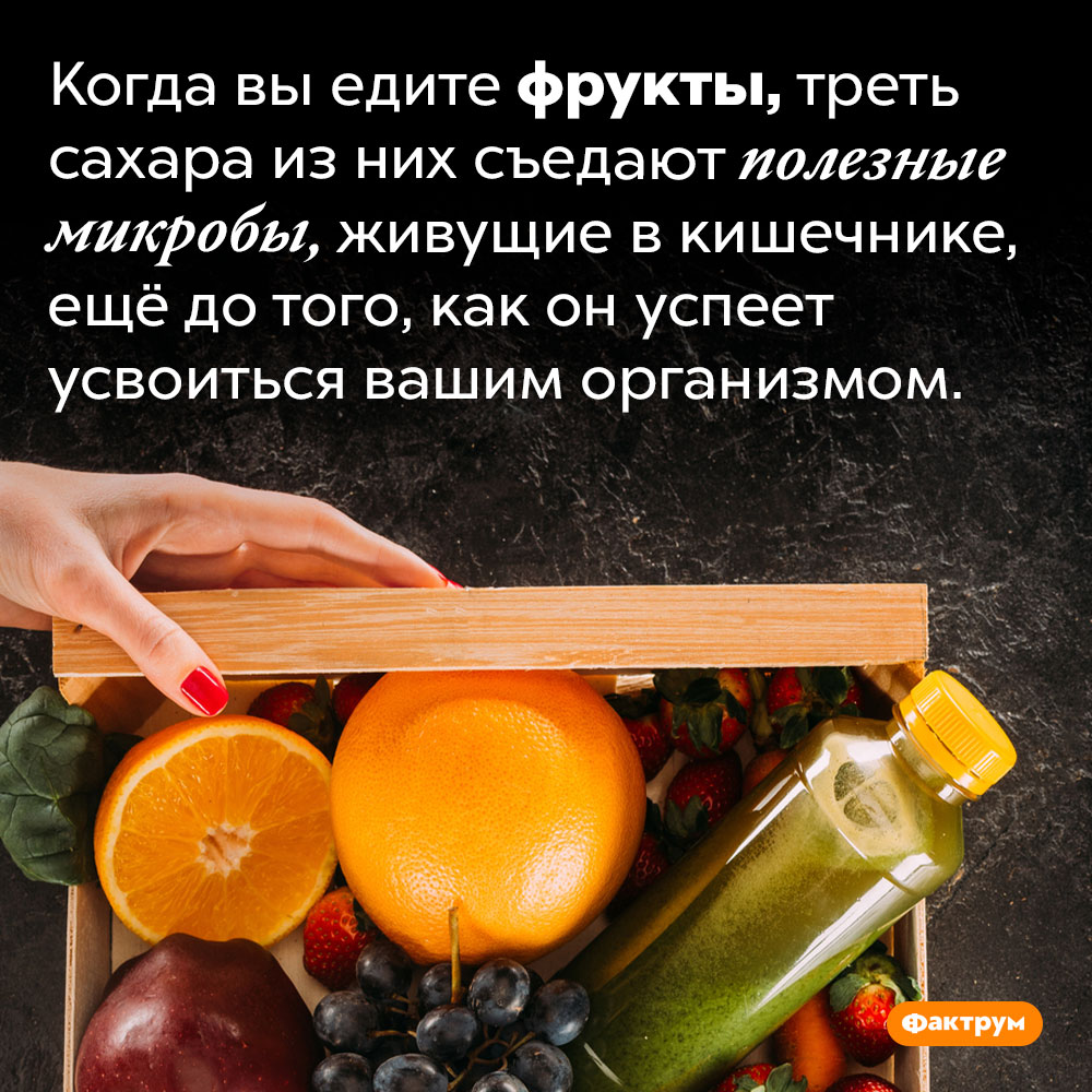 При употреблении фруктов треть сахара съедают кишечные бактерии. Когда вы едите фрукты, треть сахара из них съедают полезные микробы, живущие в кишечнике, ещё до того, как он успеет усвоиться вашим организмом.