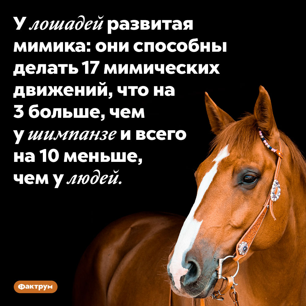 У лошадей мимика более развита, чем у человекообразных обезьян. У лошадей развитая мимика: они способны делать 17 мимических движений, что на 3 больше, чем у шимпанзе и всего на 10 меньше, чем у людей.