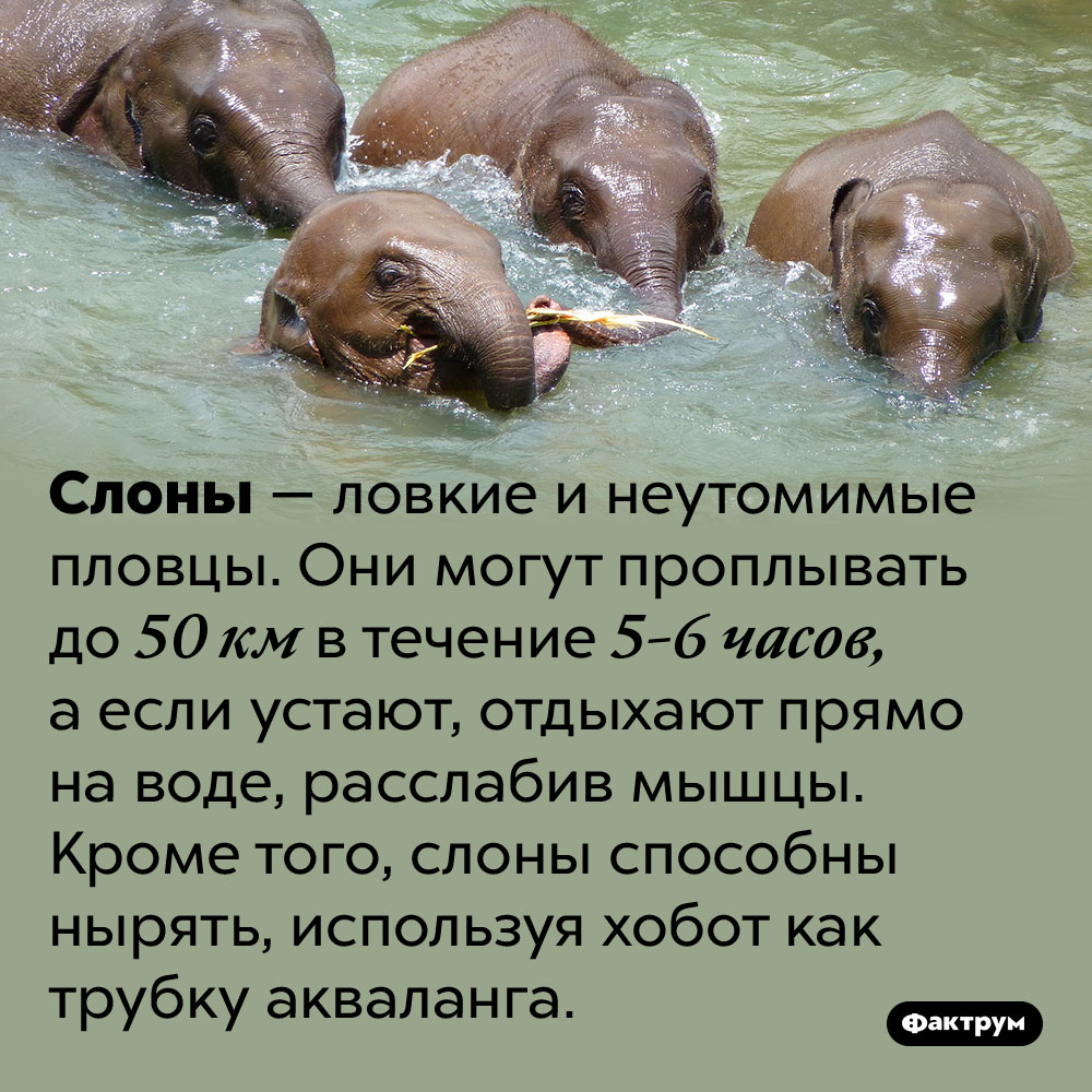 Слоны отлично плавают. Слоны — ловкие и неутомимые пловцы. Они могут проплывать до 50 км в течение 5-6 часов, а если устают, отдыхают прямо на воде, расслабив мышцы. Кроме того, слоны способны нырять, используя хобот как трубку акваланга.