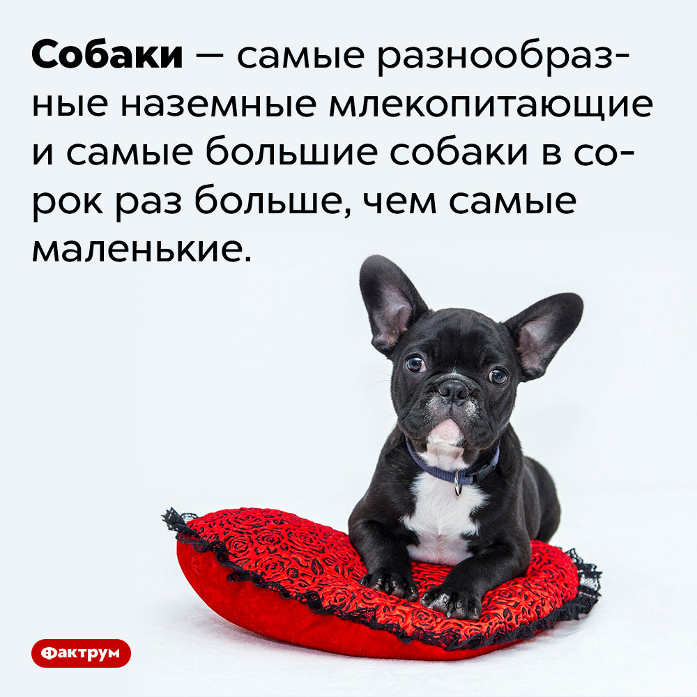 Самые большие собаки в 40 раз больше самых маленьких. Собаки — самые разнообразные наземные млекопитающие и самые большие собаки в сорок раз больше, чем самые маленькие.