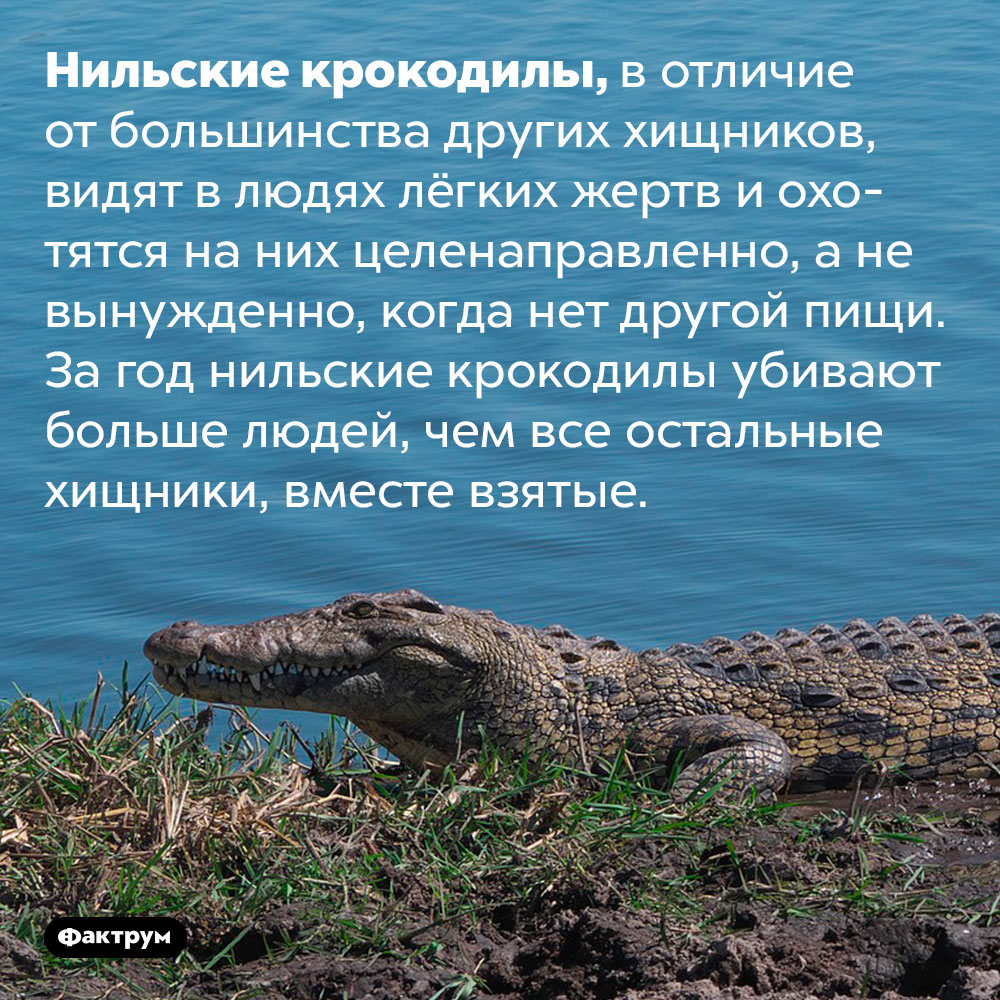 Нильские крокодилы любят охотиться на людей. Нильские крокодилы, в отличие от большинства других хищников, видят в людях лёгких жертв и охотятся на них целенаправленно, а не вынужденно, когда нет другой пищи. За год нильские крокодилы убивают больше людей, чем все остальные хищники, вместе взятые.