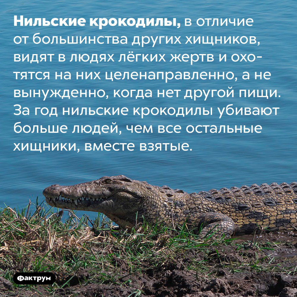 Нильские крокодилы любят охотиться на людей. Нильские крокодилы, в отличие от большинства других хищников, видят в людях лёгких жертв и охотятся на них целенаправленно, а не вынужденно, когда нет другой пищи. За год нильские крокодилы убивают больше людей, чем все остальные хищники, вместе взятые.