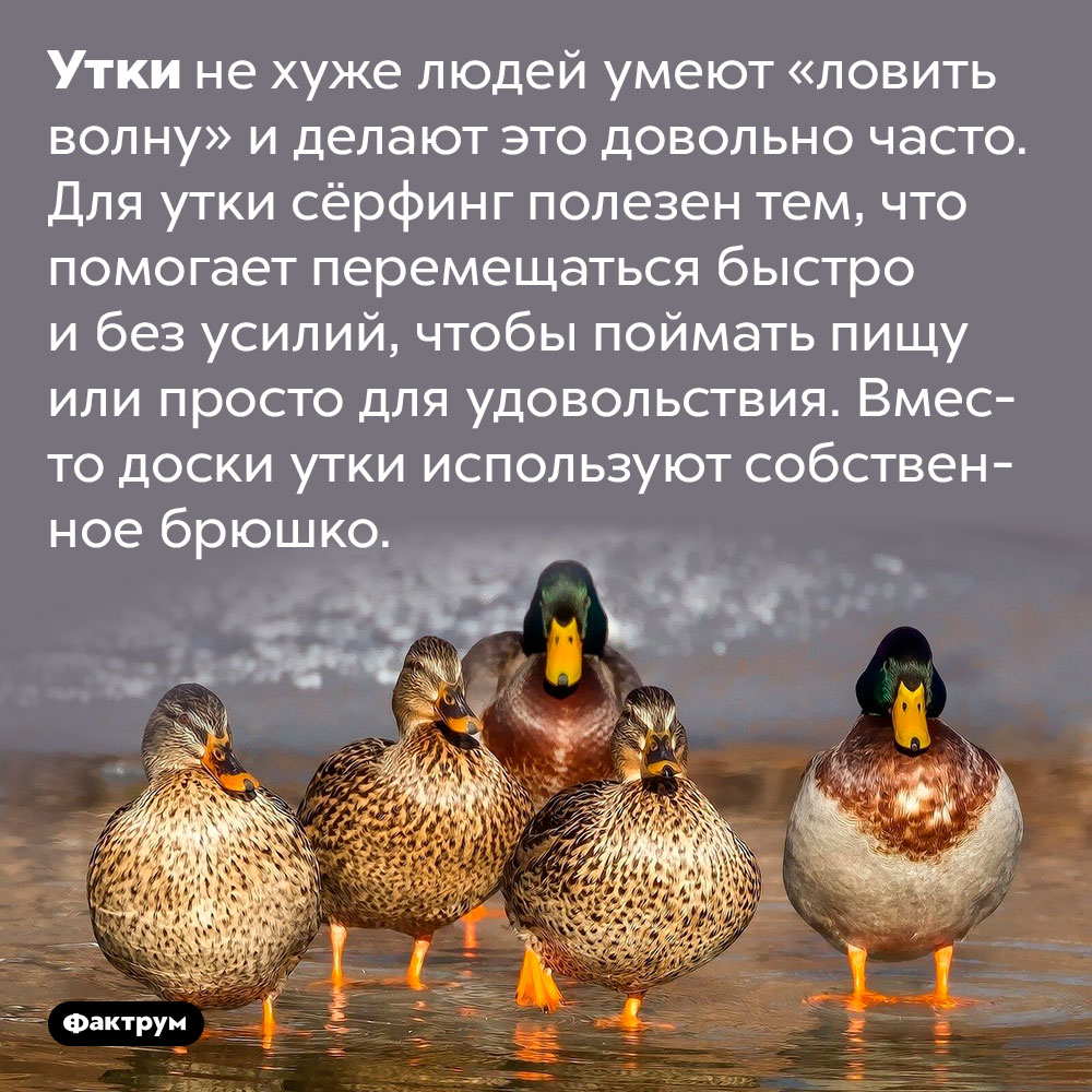 Утки — отличные сёрферы. Утки не хуже людей умеют «ловить волну» и делают это довольно часто. Для утки сёрфинг полезен тем, что помогает перемещаться быстро и без усилий, чтобы поймать пищу или просто для удовольствия. Вместо доски утки используют собственное брюшко.