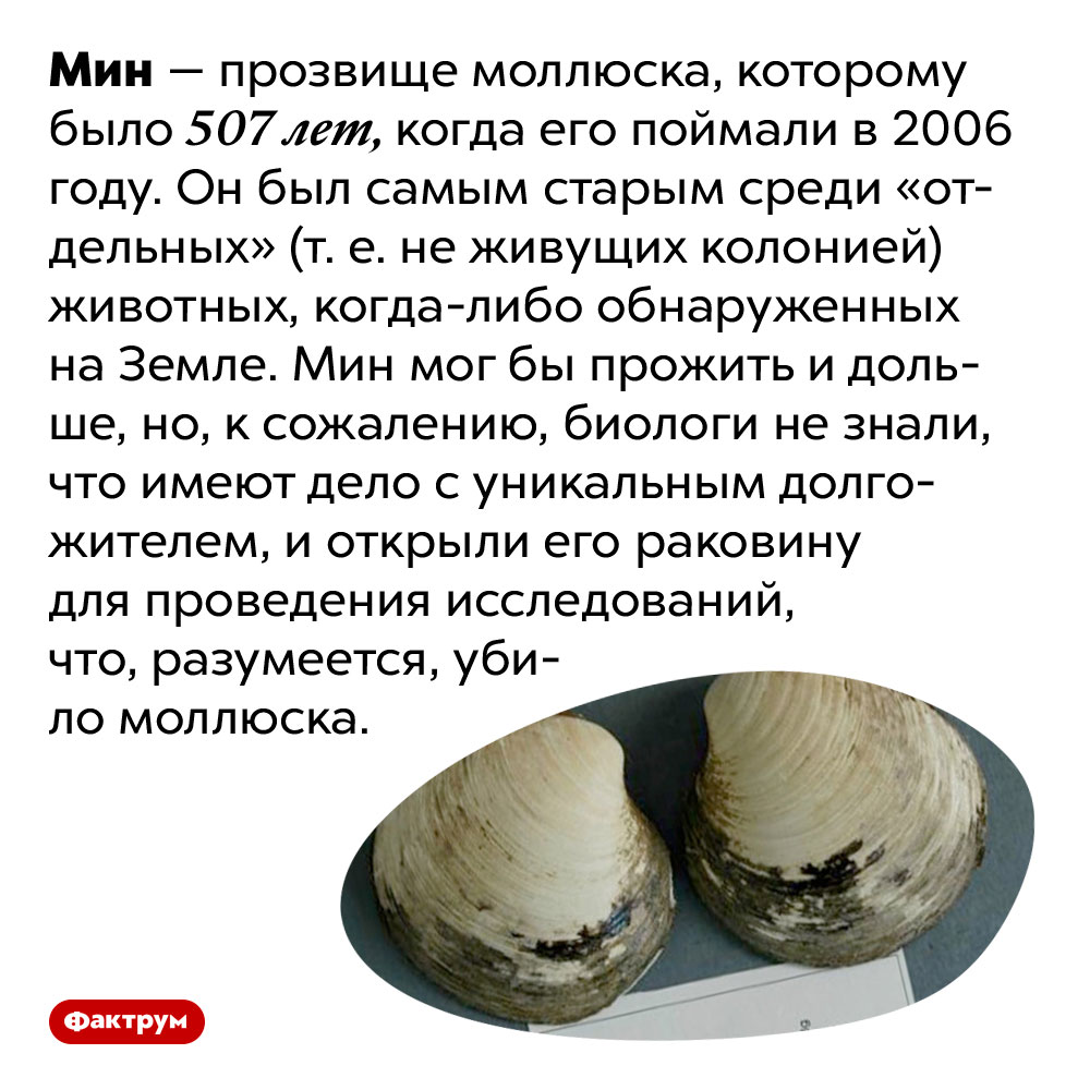 Самому старому животному, обнаруженному на Земле, было 507 лет. Мин — прозвище моллюска, которому было 507 лет, когда его поймали в 2006 году. Он был самым старым среди «отдельных» (т. е. не живущих колонией) животных, когда-либо обнаруженных на Земле. Мин мог бы прожить и дольше, но, к сожалению, биологи не знали, что имеют дело с уникальным долгожителем, и открыли его раковину для проведения исследований, что, разумеется, убило моллюска.
