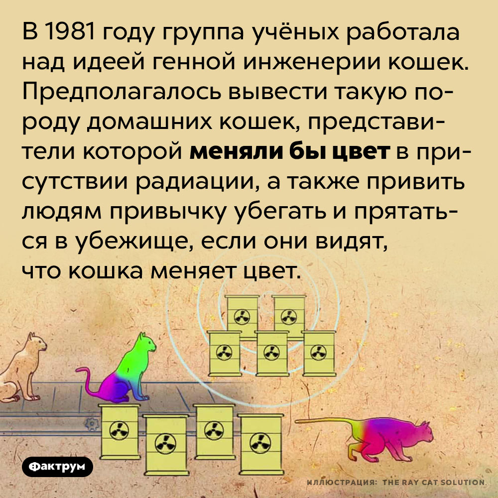 В 1980-х годах учёные планировали вывести породу кошек, меняющих цвет. В 1981 году группа учёных работала над идеей генной инженерии кошек. Предполагалось вывести такую породу домашних кошек, представители которой меняли бы цвет в присутствии радиации, а также привить людям привычку убегать и прятаться в убежище, если они видят, что кошка меняет цвет.