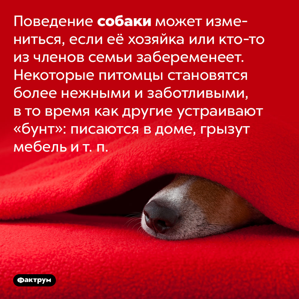 Собаки распознают беременность хозяек и меняют поведение. Поведение собаки может измениться, если её хозяйка или кто-то из членов семьи забеременеет. Некоторые питомцы становятся более нежными и заботливыми, в то время как другие устраивают «бунт»: писаются в доме, грызут мебель и т. п.