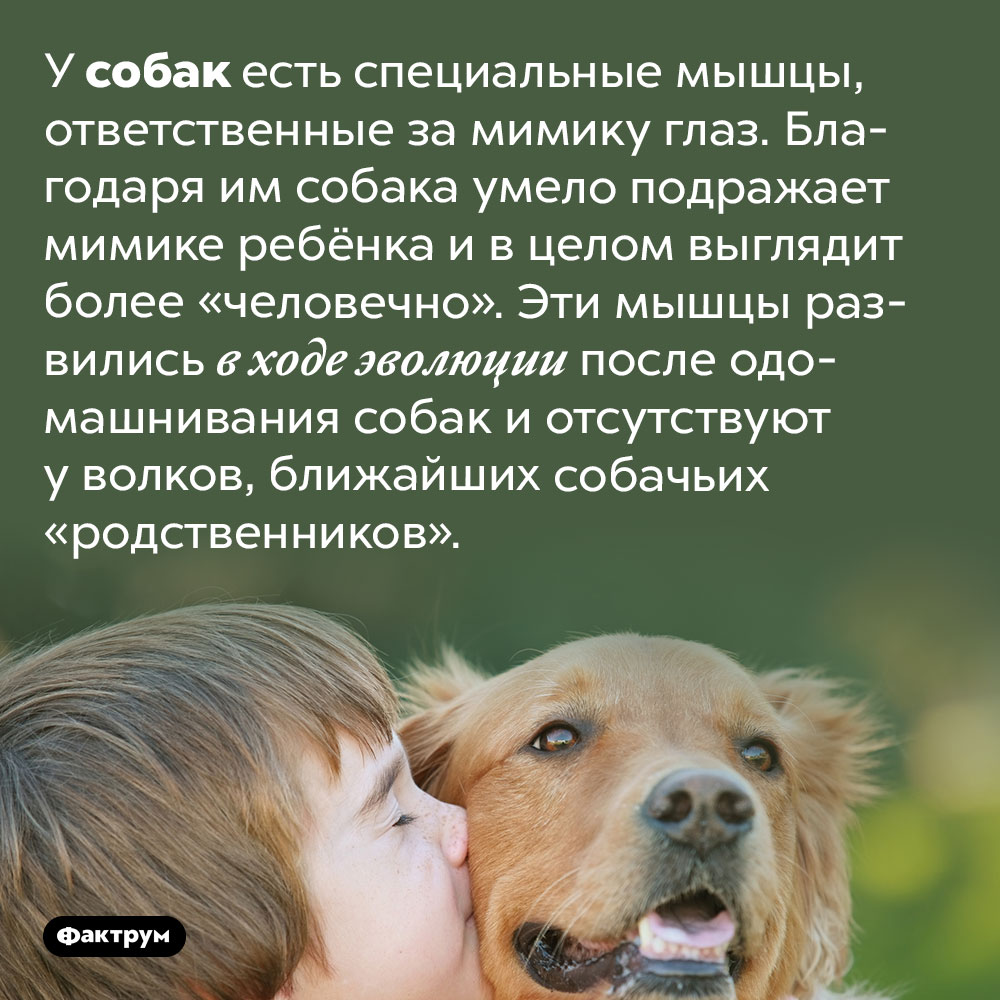 Интересные факты о собаках 2 класс окружающий мир презентация