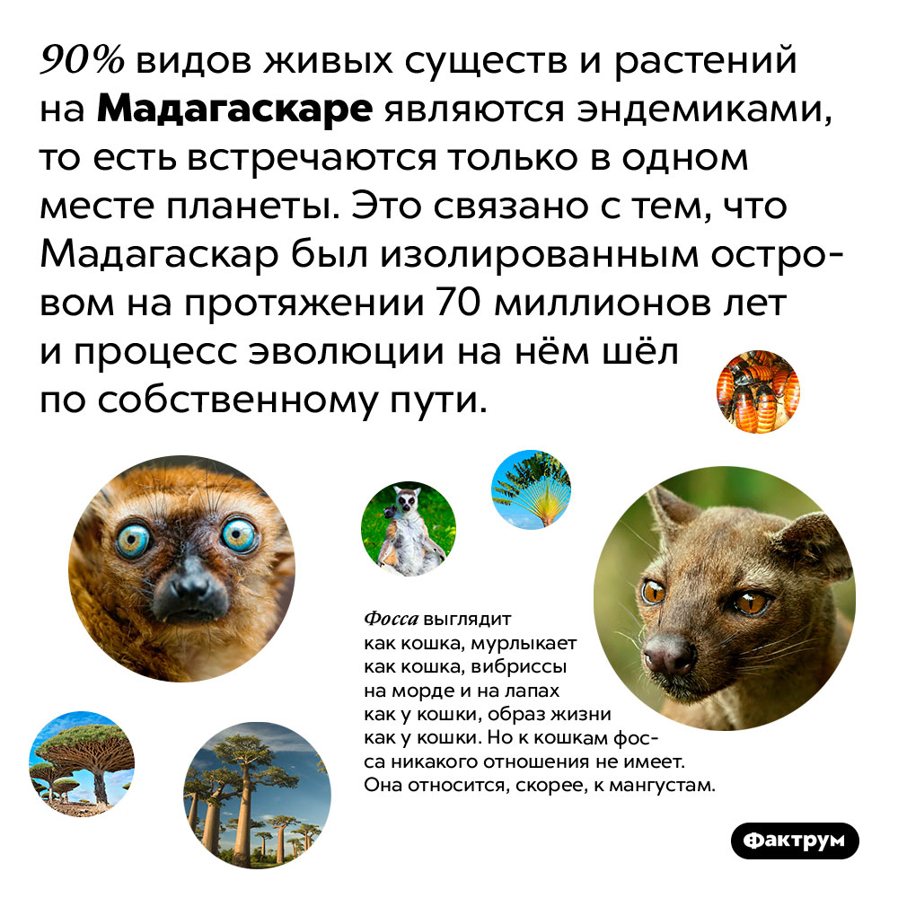 Почти все животные и растения на Мадагаскаре являются уникальными и больше нигде на Земле не встречаются. 90% видов живых существ и растений на Мадагаскаре являются эндемиками, то есть встречаются только в одном месте планеты. Это связано с тем, что Мадагаскар был изолированным островом на протяжении 70 миллионов лет и процесс эволюции на нём шёл по собственному пути.