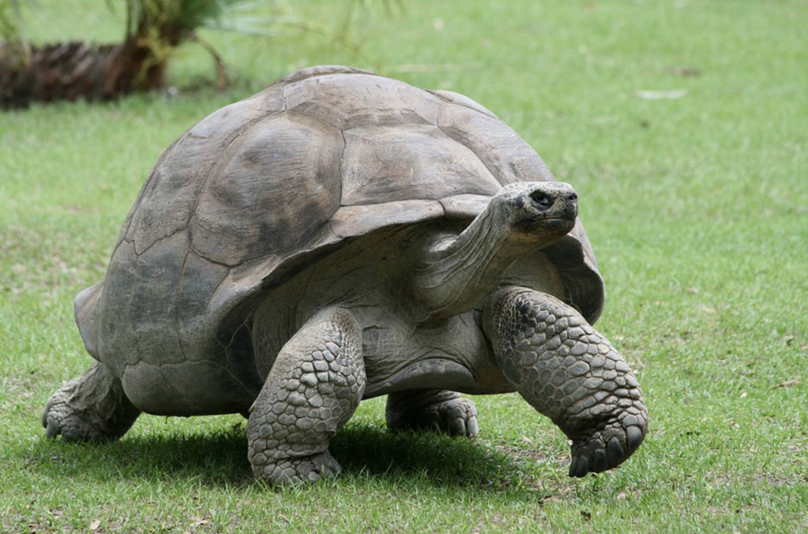 Черепаха 6 букв. Галапагосская черепаха. Черепаха Дарвина Гариетта. Галапагосские черепахи Дарвин.