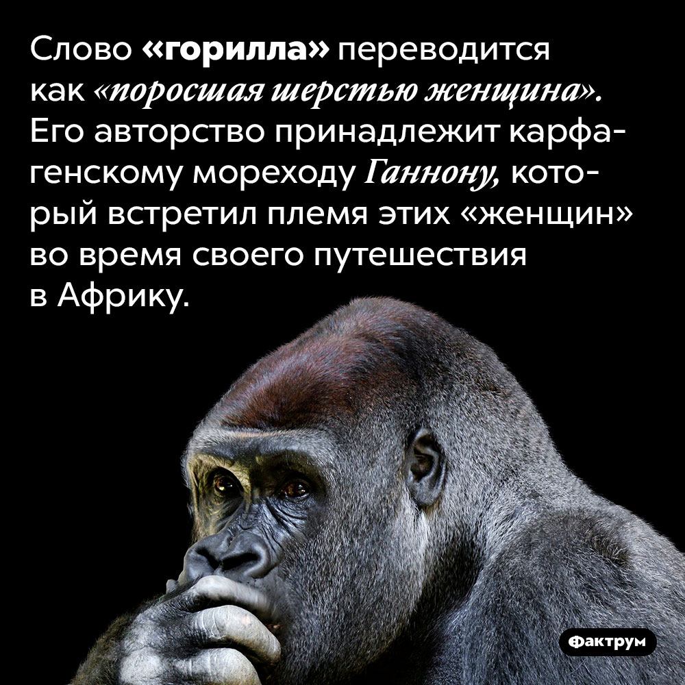 Буквальный перевод слова «горилла» — «поросшая шерстью женщина». Слово «горилла» переводится как «поросшая шерстью женщина». Его авторство принадлежит карфагенскому мореходу Ганнону, который встретил племя этих «женщин» во время своего путешествия в Африку.