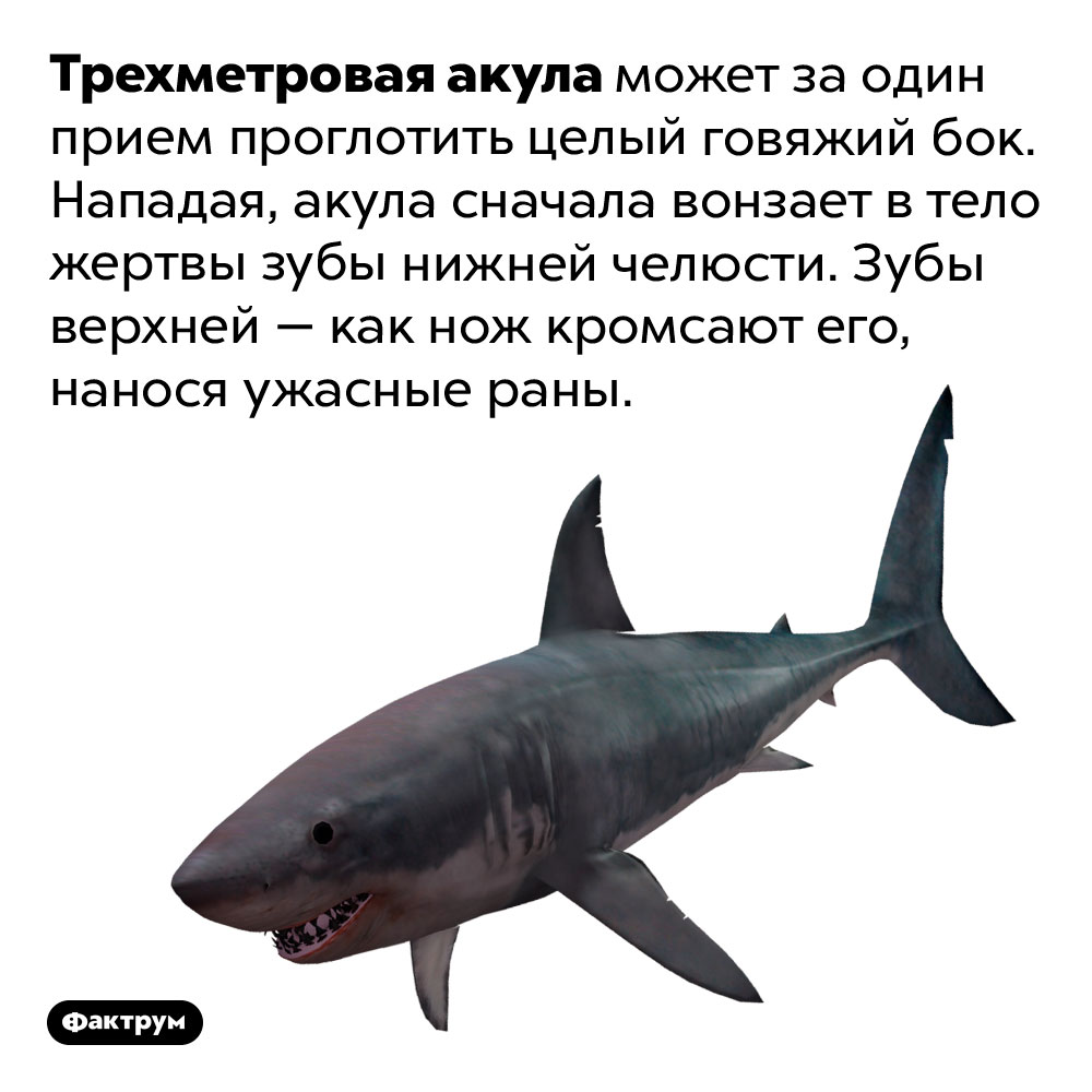 Трехметровая акула может за один прием проглотить целый говяжий бок. Нападая, акула сначала вонзает в тело жертвы зубы нижней челюсти. Зубы верхней — как нож кромсают его, нанося ужасные раны.