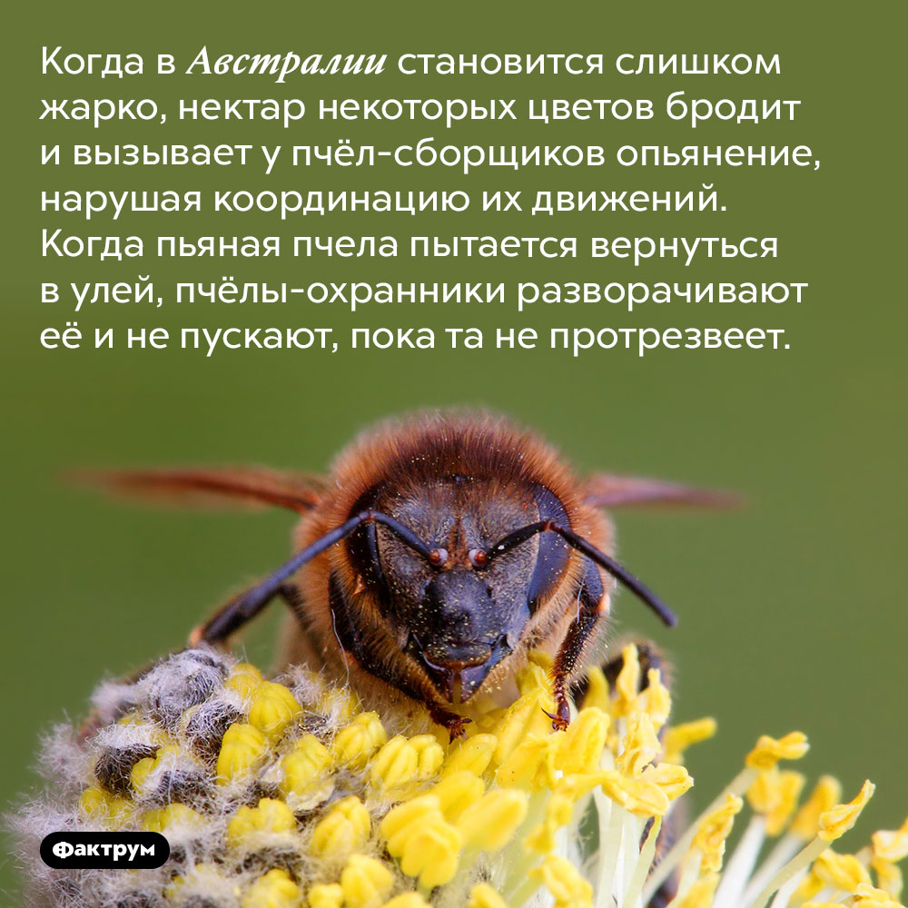 Пьяных пчёл не пускают домой. Когда в Австралии становится слишком жарко, нектар некоторых цветов бродит и вызывает у пчёл-сборщиков опьянение, нарушая координацию их движений. Когда пьяная пчела пытается вернуться в улей, пчёлы-охранники разворачивают её и не пускают, пока та не протрезвеет.