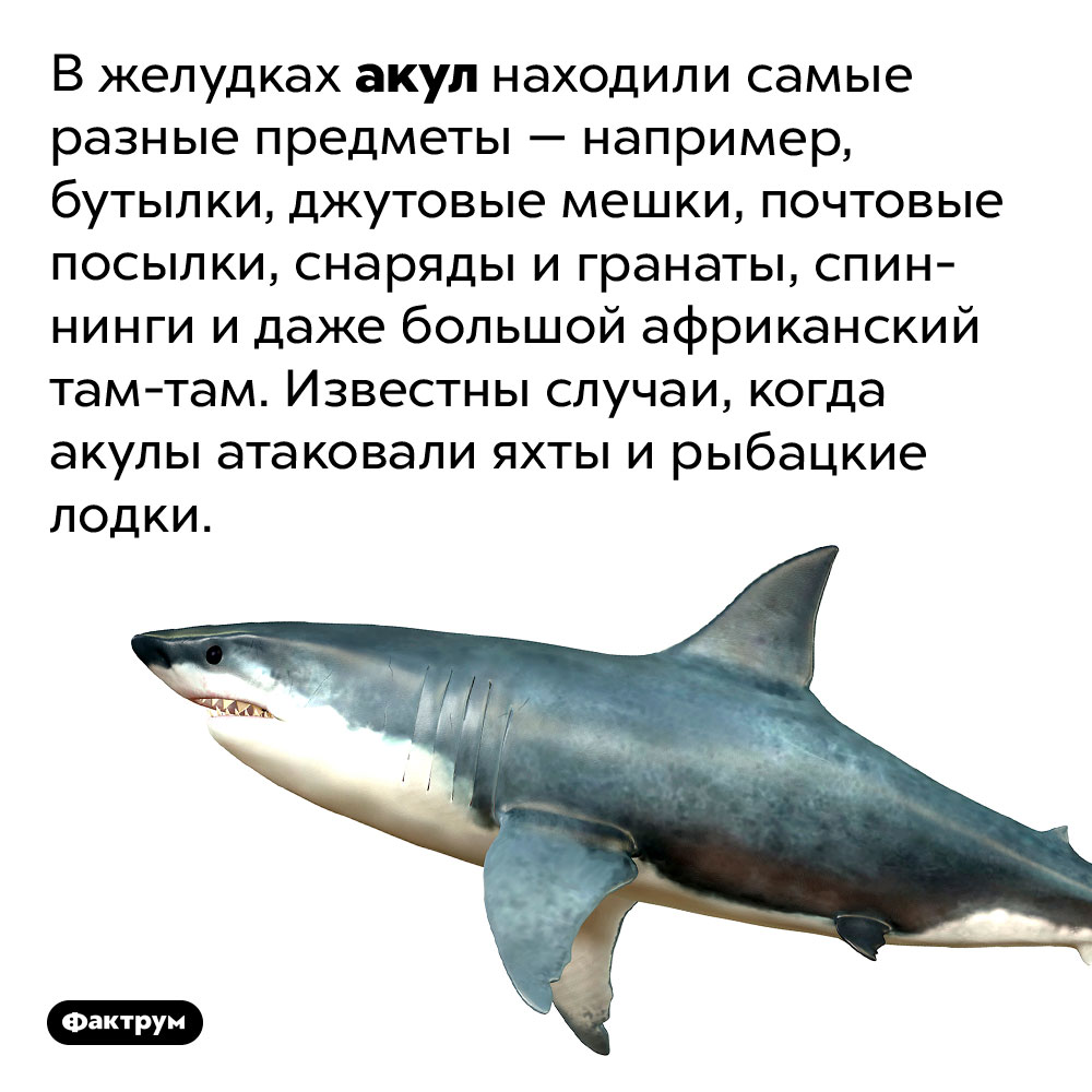 В желудках акул находили самые разные предметы. Например, бутылки, джутовые мешки, почтовые посылки, снаряды и гранаты, спиннинги и даже большой африканский там-там. Известны случаи, когда акулы атаковали яхты и рыбацкие лодки.