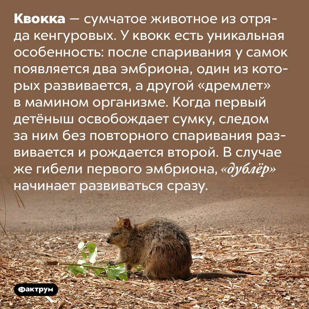 При зачатии у квокки появляется сразу два эмбриона, которые развиваются по очереди. Квокка — сумчатое животное из отряда кенгуровых. У квокк есть уникальная особенность: после спаривания у самок появляется два эмбриона, один из которых развивается, а другой «дремлет» в мамином организме. Когда первый детёныш освобождает сумку, следом за ним без повторного спаривания развивается и рождается второй. В случае же гибели первого эмбриона, «дублёр» начинает развиваться сразу.