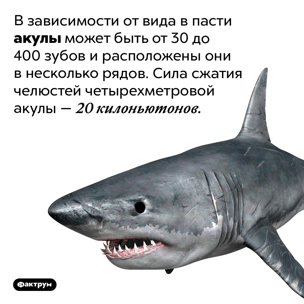 В зависимости от вида в пасти акулы может быть от 30 до 400 зубов и расположены они в несколько рядов. Сила сжатия челюстей четырехметровой акулы — 20 Килоньютонов.