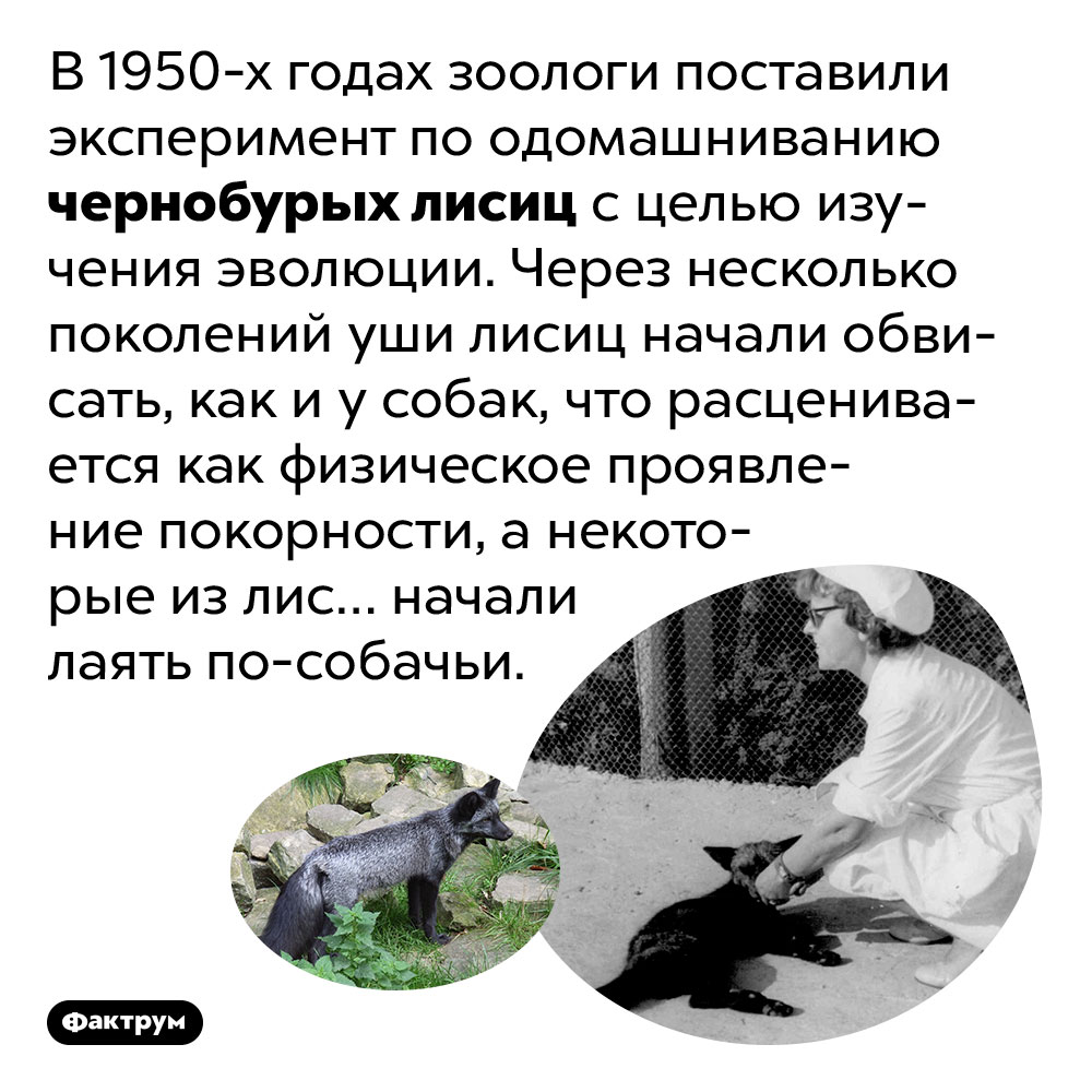 В процессе одомашнивания лис у них обвисают уши и появляется лай. В 1950-х годах зоологи поставили эксперимент по одомашниванию чернобурых лисиц с целью изучения эволюции. Через несколько поколений уши лисиц начали обвисать, как и у собак, что расценивается как физическое проявление покорности, а некоторые из лис… начали лаять по-собачьи.