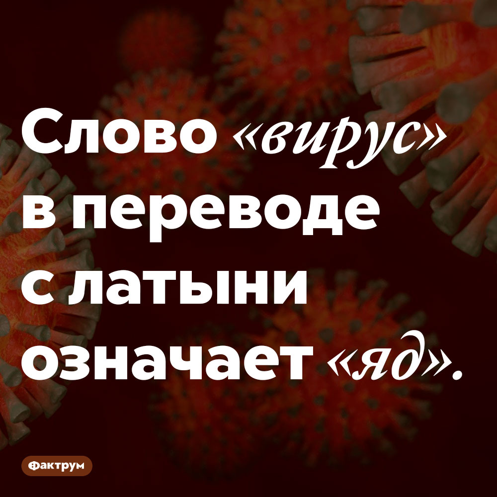 «Вирус» переводится как «яд». Слово «вирус» в переводе с латыни означает «яд».