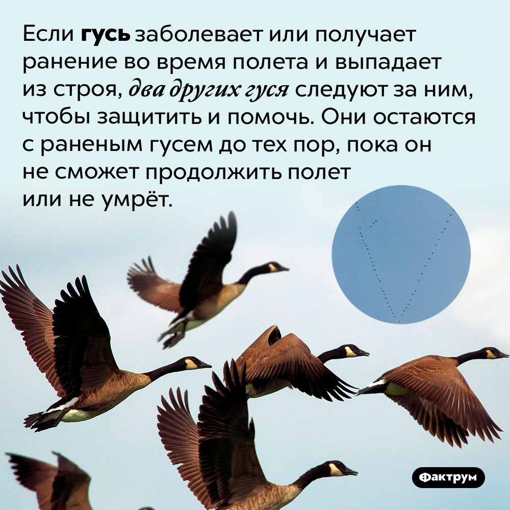 Гуси способны к взаимовыручке. Если гусь заболевает или получает ранение во время полета и выпадает из строя, два других гуся следуют за ним, чтобы защитить и помочь. Они остаются с раненым гусем до тех пор, пока он не сможет продолжить полет или не умрёт.