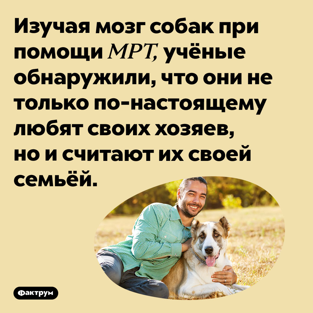 Собаки считают хозяев своей семьёй. Изучая мозг собак при помощи МРТ, учёные обнаружили, что они не только по-настоящему любят своих хозяев, но и считают их своей семьёй.