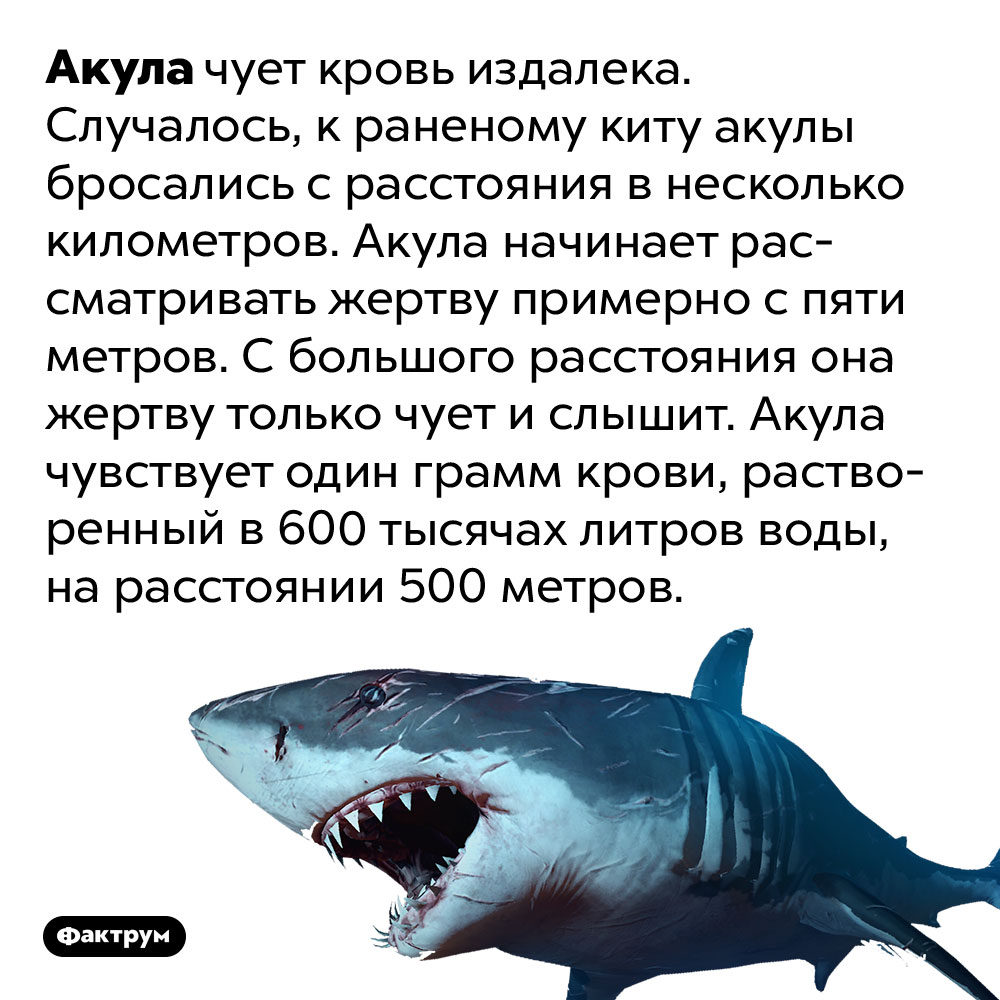 Акула чует кровь издалека. Случалось, к раненому киту акулы бросались с расстояния в несколько километров. Акула начинает рассматривать жертву примерно с пяти метров. С большого расстояния она жертву только чует и слышит. Акула чувствует один грамм крови, растворенный в 600 тысячах литров воды, на расстоянии 500 метров.
