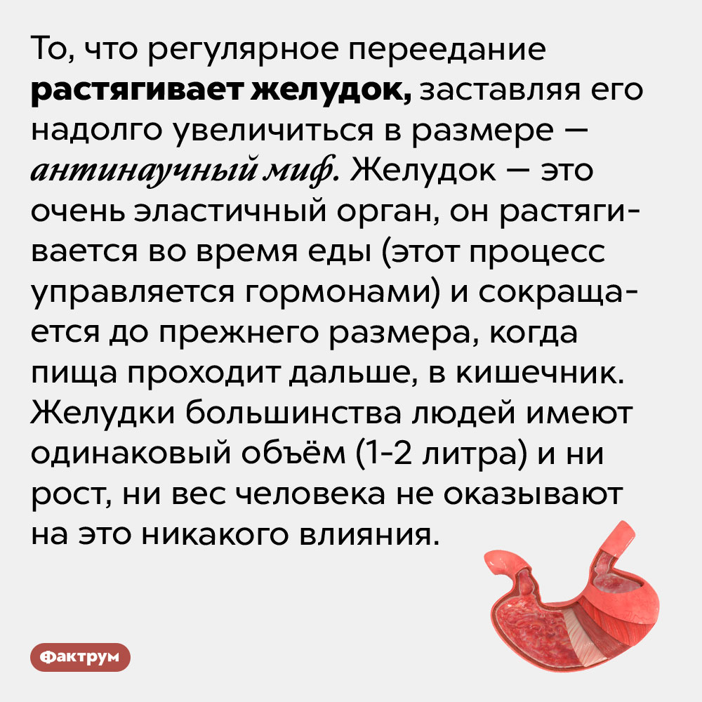 Желудок не может навсегда растянуться от еды. То, что регулярное переедание растягивает желудок, заставляя его надолго увеличиться в размере — антинаучный миф. Желудок — это очень эластичный орган, он растягивается во время еды (этот процесс управляется гормонами) и сокращается до прежнего размера, когда пища проходит дальше, в кишечник. Желудки большинства людей имеют одинаковый объём (1-2 литра) и ни рост, ни вес человека не оказывают на это никакого влияния.