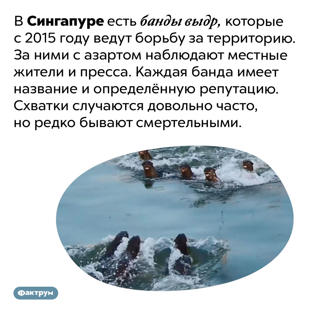 В Сингапуре банда выдр ведёт войну за территорию. В Сингапуре есть банды выдр, которые с 2015 году ведут борьбу за территорию. За ними с азартом наблюдают местные жители и пресса. Каждая банда имеет название и определённую репутацию. Схватки случаются довольно часто, но редко бывают смертельными.