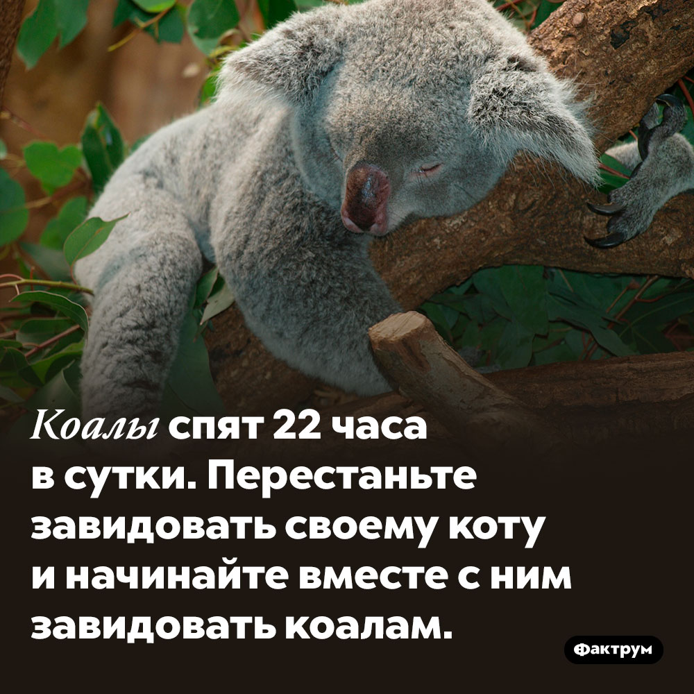 Коалы спят почти круглые сутки. Коалы спят 22 часа в сутки. Перестаньте завидовать своему коту и начинайте вместе с ним завидовать коалам.