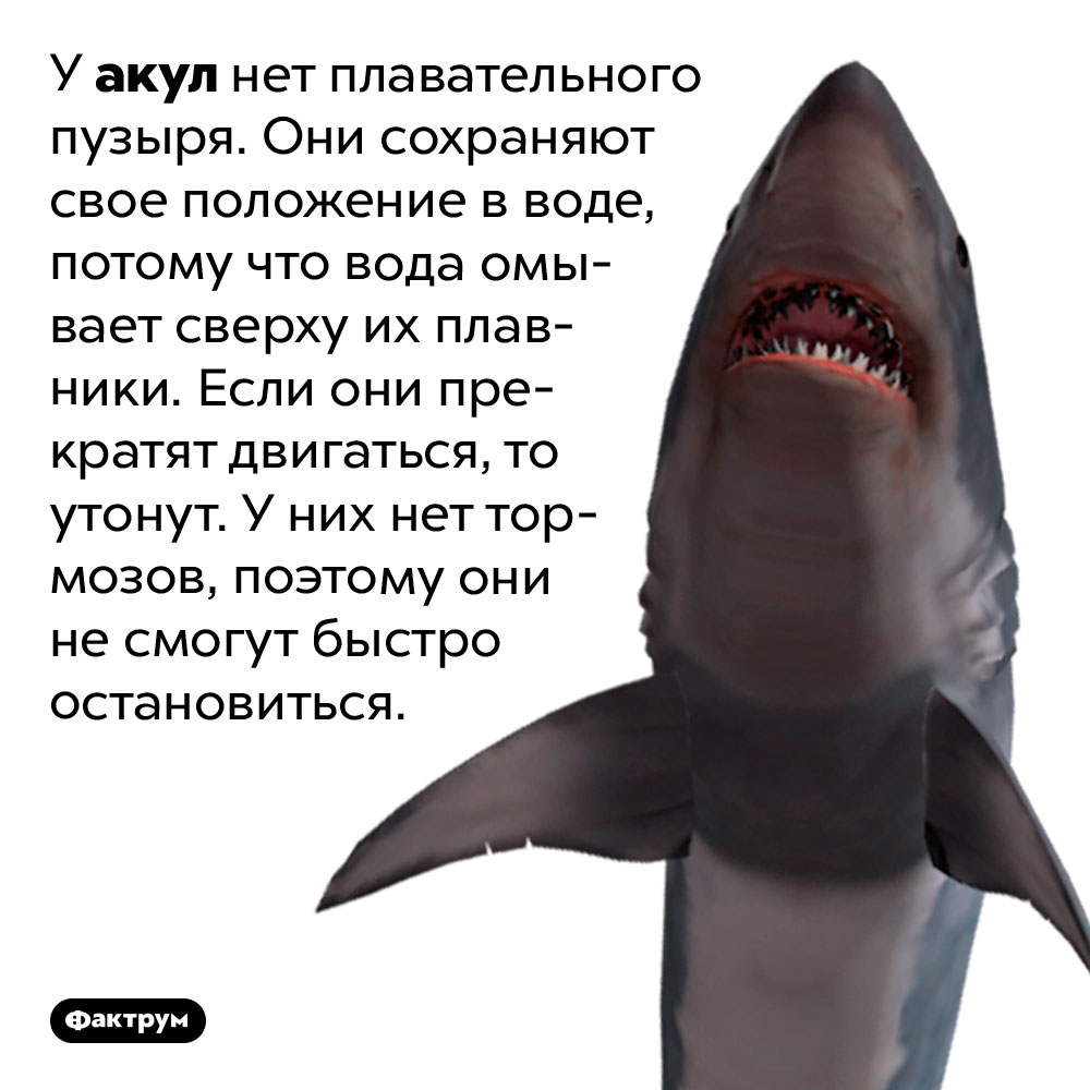 У акул нет плавательного пузыря. Они сохраняют свое положение в воде, потому что вода омывает сверху их плавники. Если они прекратят двигаться, то утонут. У них нет тормозов, поэтому они не смогут быстро остановиться.