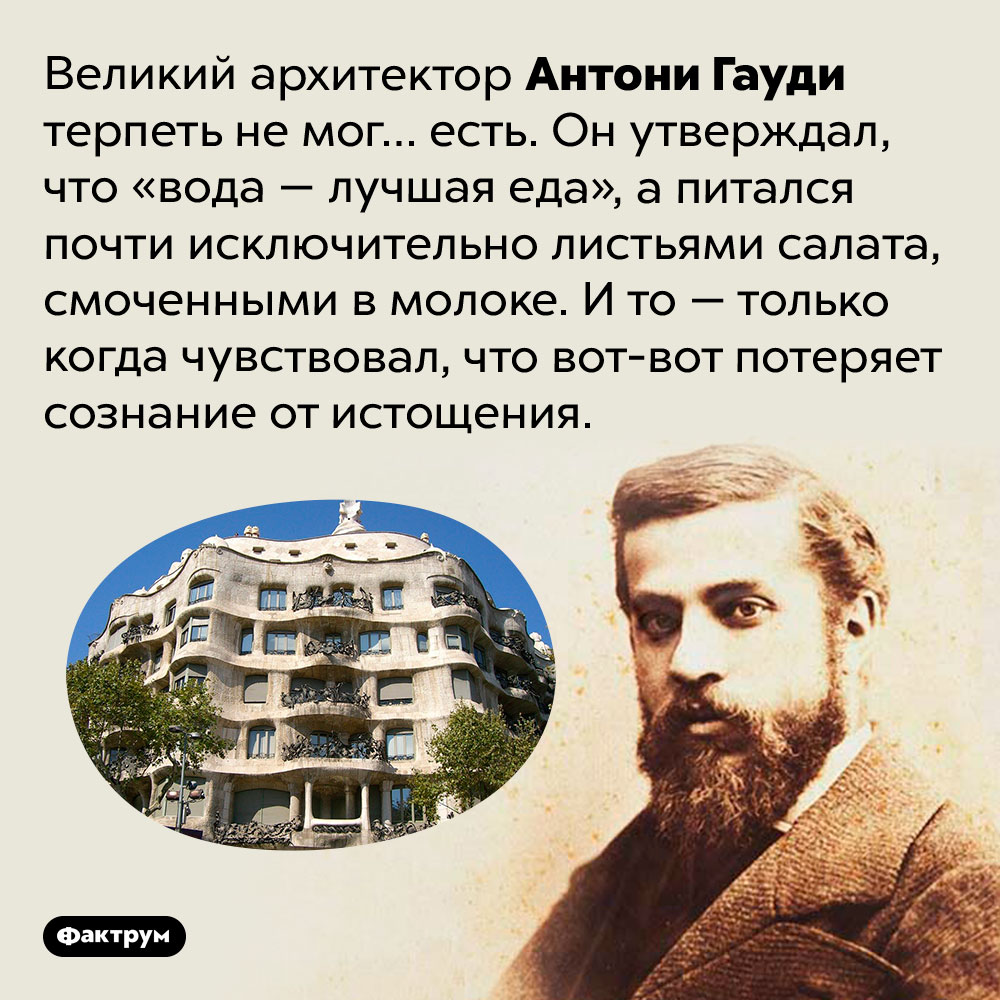 Антони Гауди очень не любил есть. Великий архитектор Антони Гауди терпеть не мог… есть. Он утверждал, что «вода — лучшая еда», а питался почти исключительно листьями салата, смоченными в молоке. И то — только когда чувствовал, что вот-вот потеряет сознание от истощения.