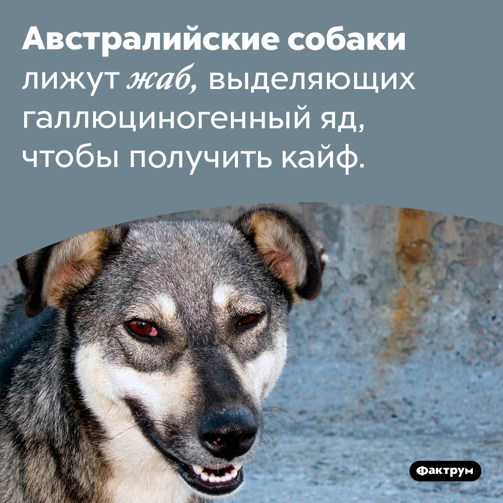 В Австралии живут собаки-наркоманы. Австралийские собаки лижут жаб, выделяющих галлюциногенный яд, чтобы получить кайф.
