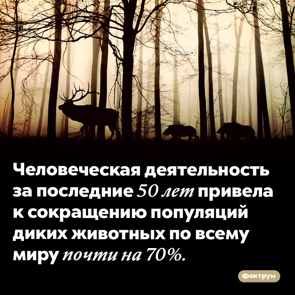 Всего за полвека наша деятельность сократила фауну на 70%. Человеческая деятельность за последние 50 лет привела к сокращению популяций диких животных по всему миру почти на 70%.