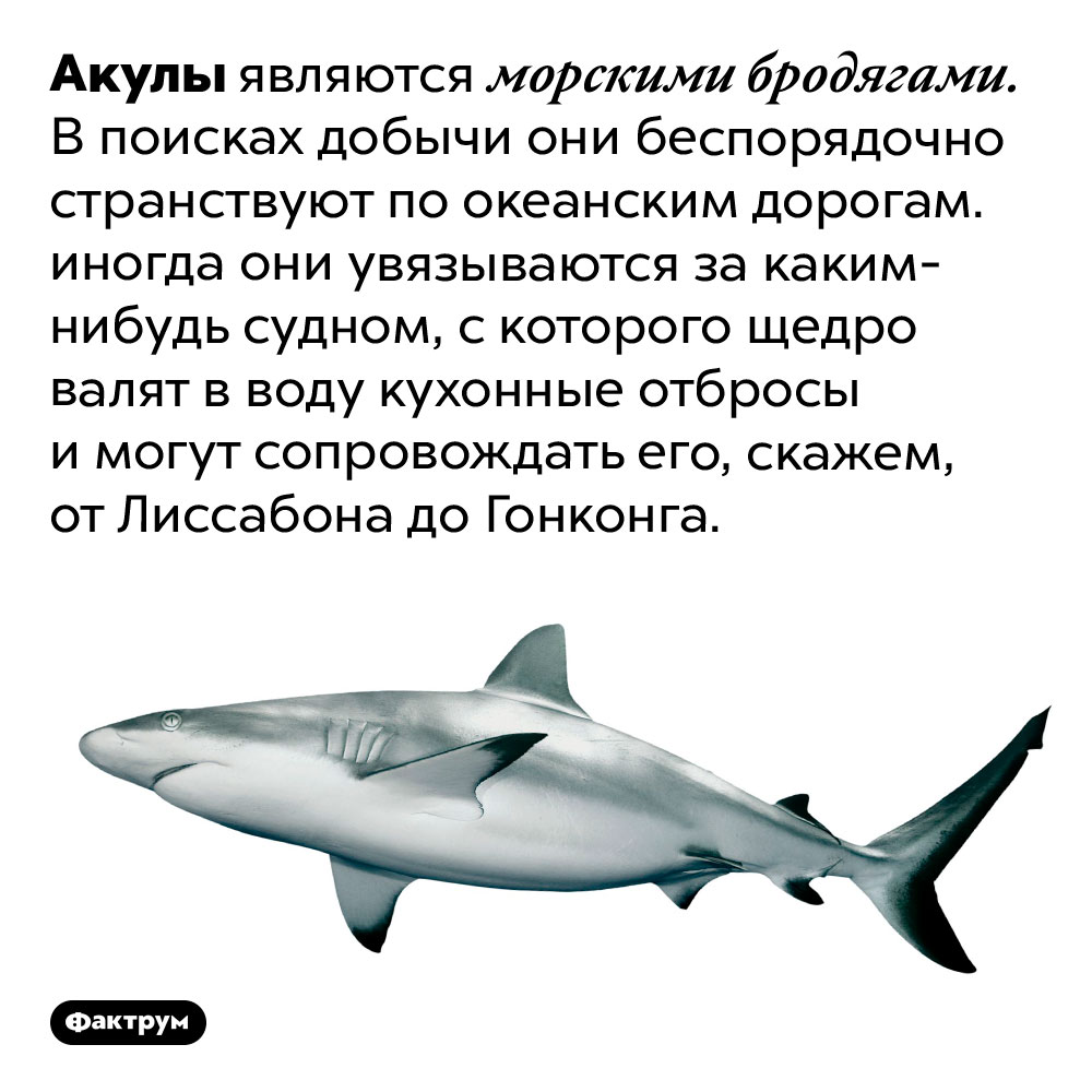 Акулы являются морскими бродягами. В поисках добычи они беспорядочно странствуют по океанским дорогам. иногда они увязываются за каким-нибудь судном, с которого щедро валят в воду кухонные отбросы и могут сопровождать его, скажем, от Лиссабона до Гонконга.