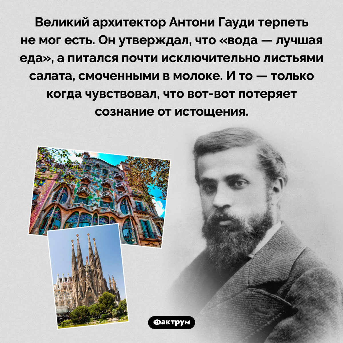 Антони Гауди очень не любил есть. Великий архитектор Антони Гауди терпеть не мог есть. Он утверждал, что «вода — лучшая еда», а питался почти исключительно листьями салата, смоченными в молоке. И то — только когда чувствовал, что вот-вот потеряет сознание от истощения.