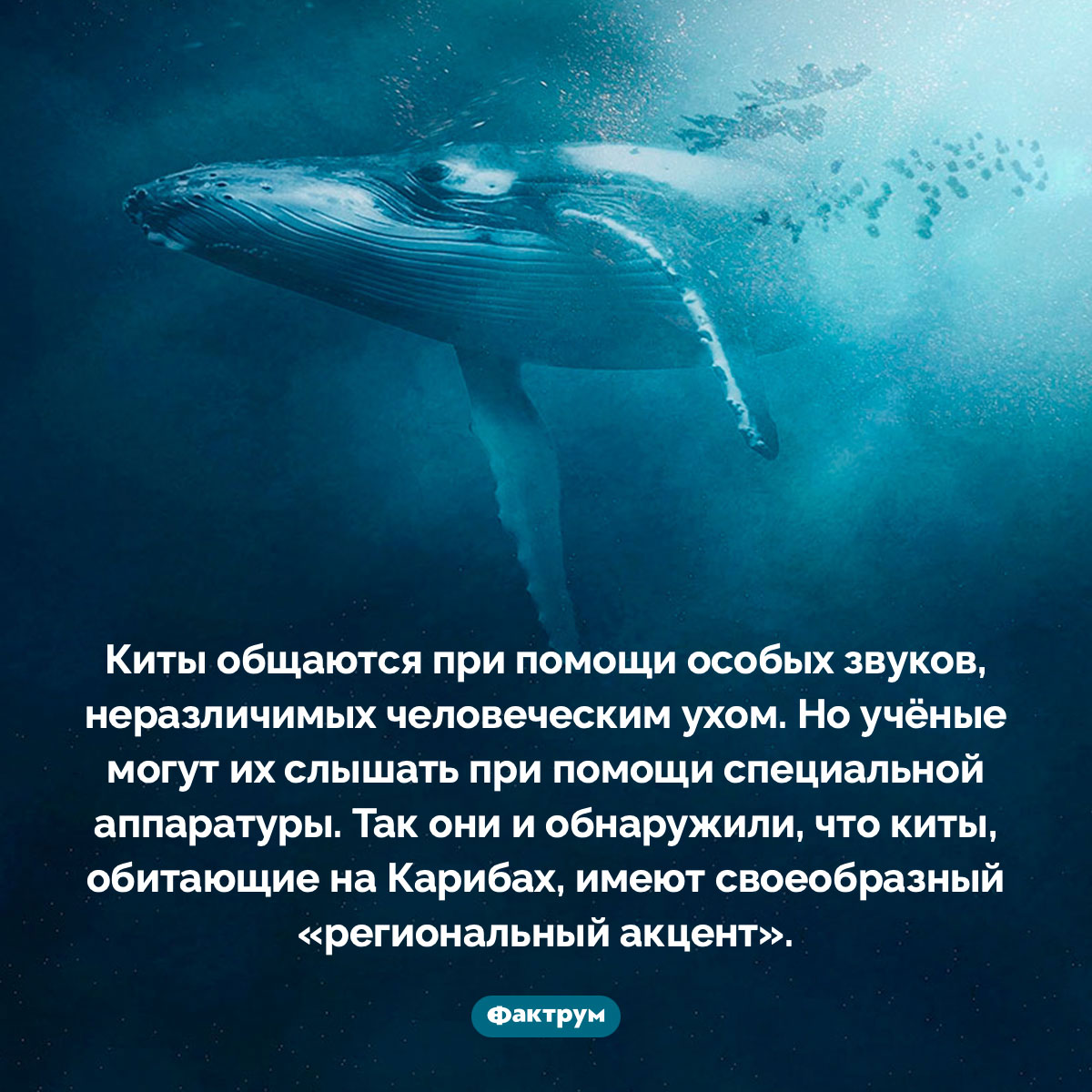 Киты Карибского бассейна «разговаривают» с акцентом. Киты общаются при помощи особых звуков, неразличимых человеческим ухом. Но учёные могут их слышать при помощи специальной аппаратуры. Так они и обнаружили, что киты, обитающие на Карибах, имеют своеобразный «региональный акцент».