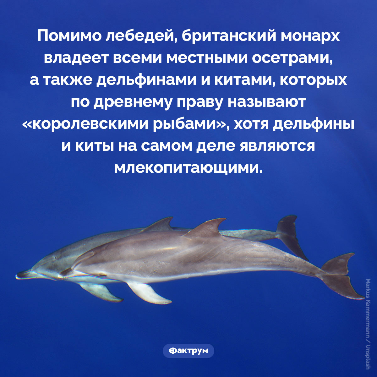 Королевские рыбы. Помимо лебедей, британский монарх владеет всеми местными осетрами, а также дельфинами и китами, которых по древнему праву называют «королевскими рыбами», хотя дельфины и киты на самом деле являются млекопитающими.