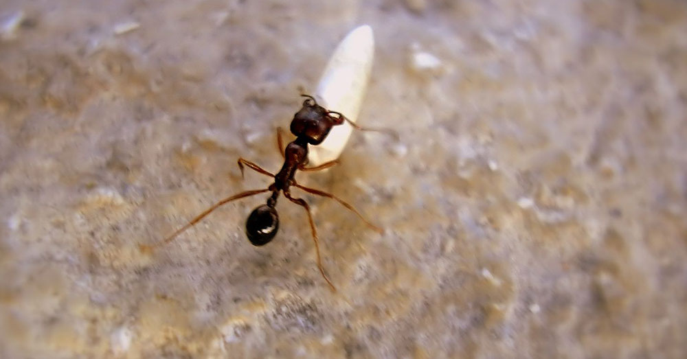 Eliminar hormigas cocina